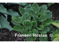 Hosta 